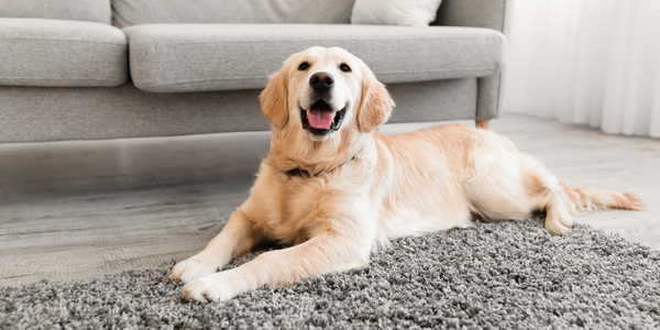 How to Clean Pet Urine from Hardwood Floors
