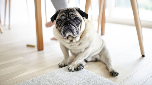 Pet-Friendly Flooring 101: Everything You Need to Know
